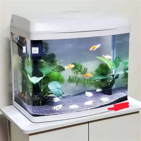 2尺魚缸適合養什麼魚